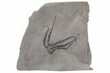 Silurian Fossil Brittle Star (Protaster) - New York #232055-1